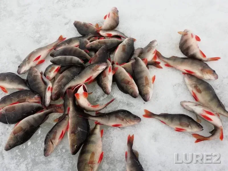 Perch — Ob, Apr 13, 2019