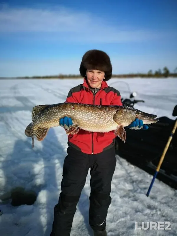 Perch, Pike — Navyyemskiye, Apr 15, 2019