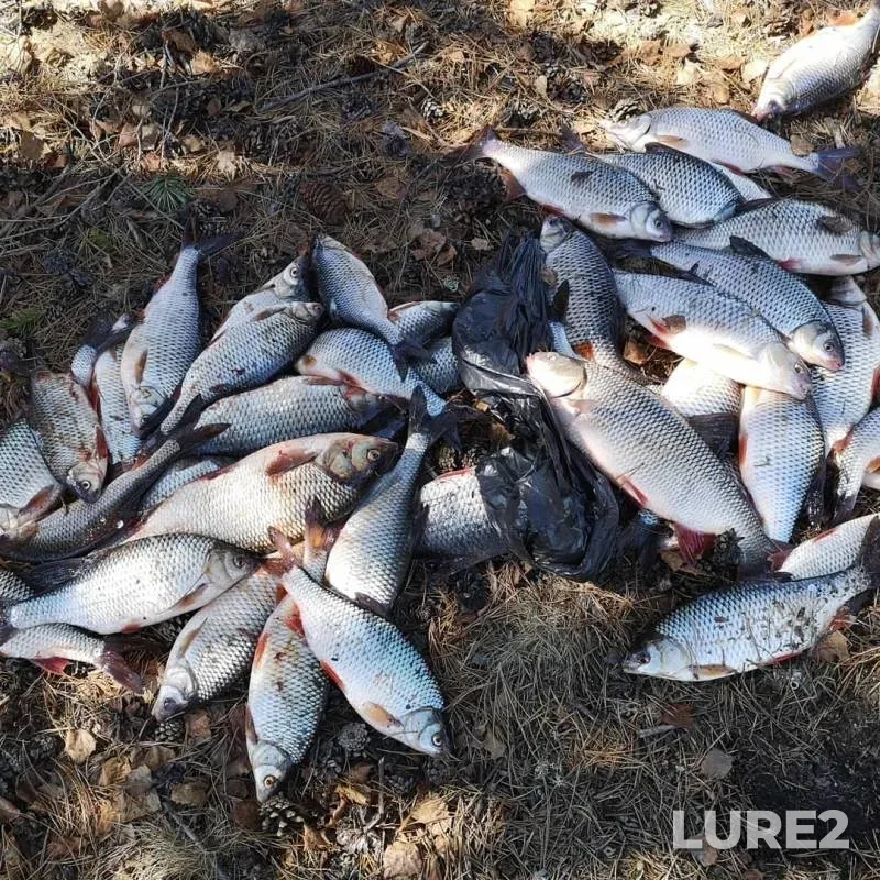 Roach — Kazym, May 14, 2019