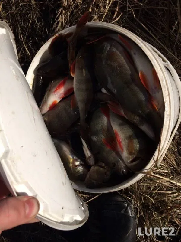 Perch — Yendyr, May 17, 2019