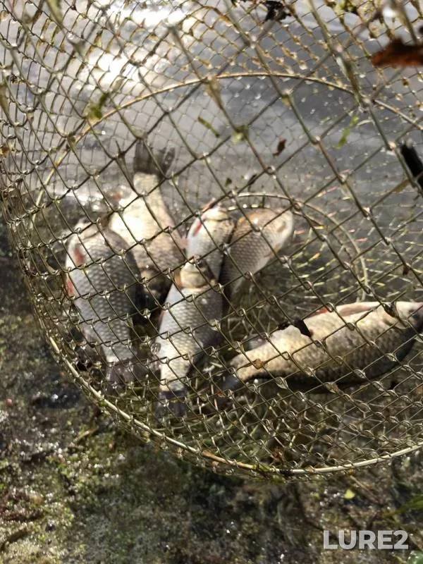 Crucian carp — Vyunka, Jun 01, 2019