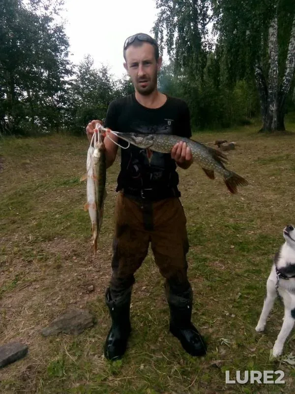 Perch, Pike — Argazinskoye, Aug 05, 2019