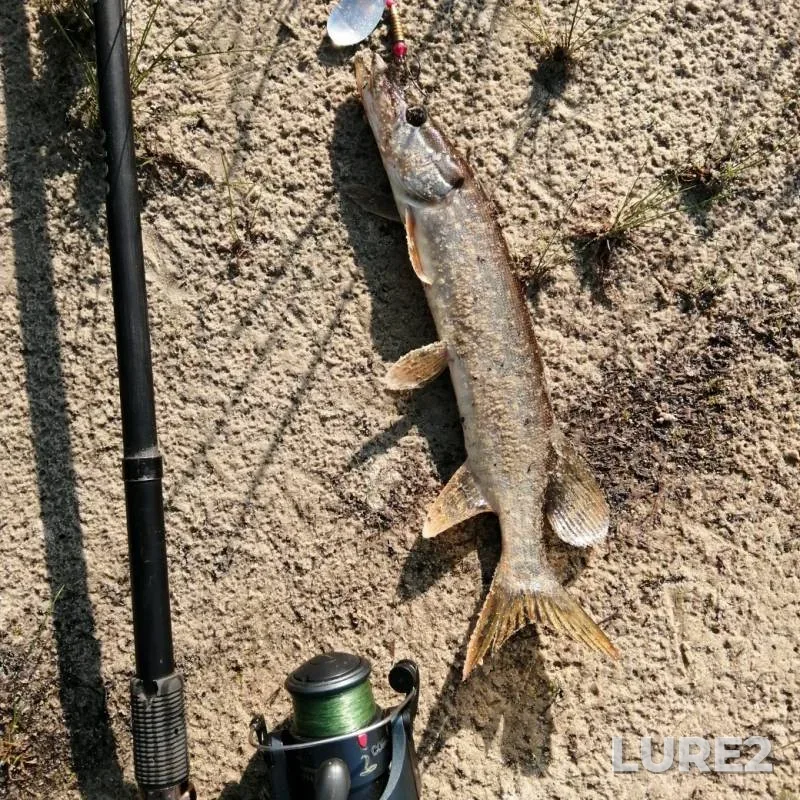 Pike — Yegur-Yakh, Aug 15, 2019