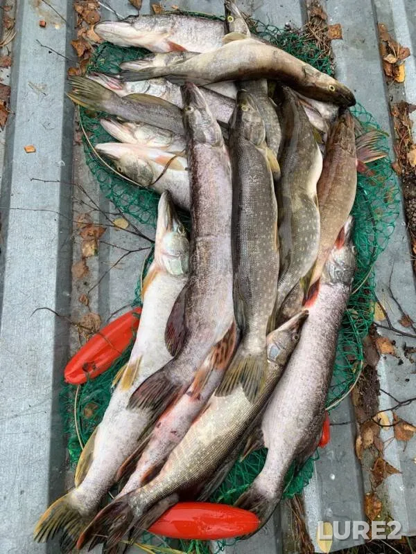 Pike — Khanty-Mansiyskiy avtonomnyy okrug — Yugra, Sep 21, 2019