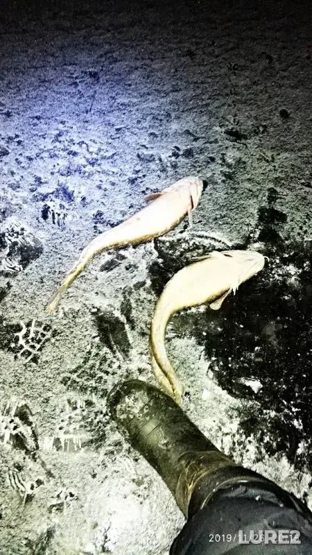 Burbot — Kama, Nov 26, 2019
