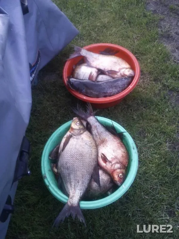 Bream, Wels catfish — Respublika Tatarstan, Jul 13, 2017