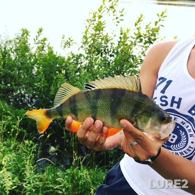 Perch — Iinka, Aug 09, 2017