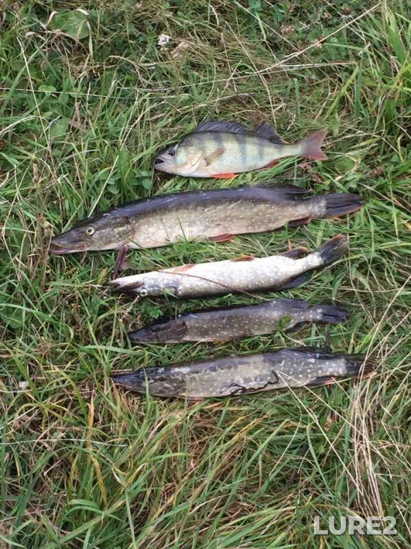 Perch, Pike — Betka, Sep 09, 2017