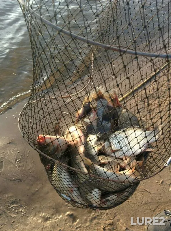 Crucian carp — Respublika Tatarstan, Sep 13, 2017