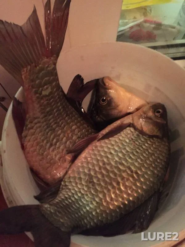 Crucian carp — Respublika Tatarstan, Sep 23, 2017