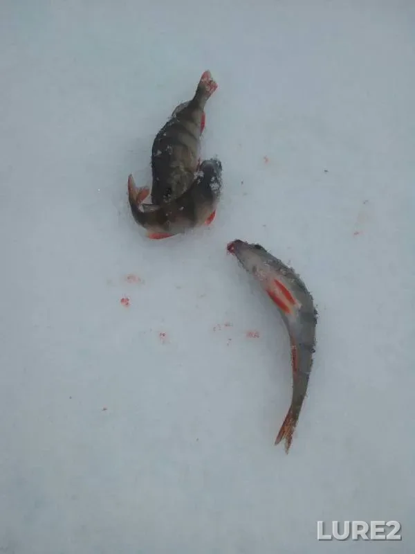 Perch — Respublika Tatarstan, Jan 03, 2018