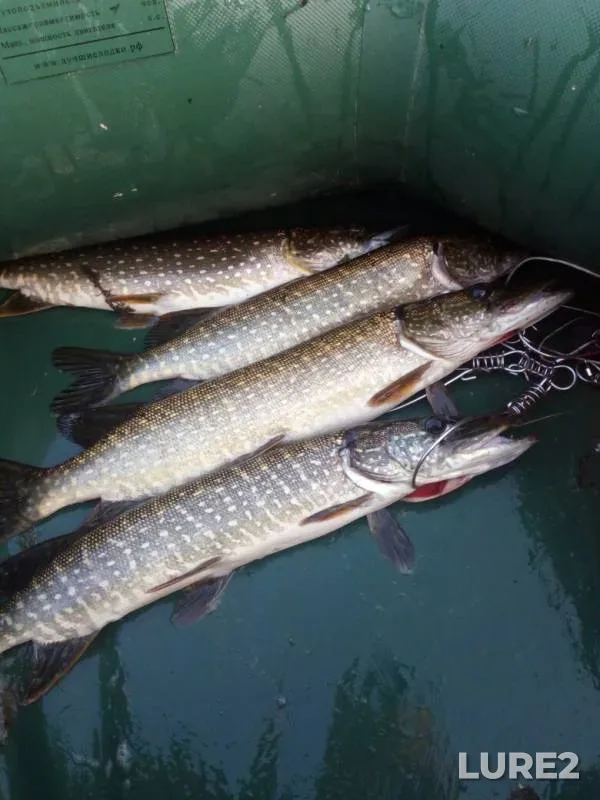 Pike — Smorodinskiy, Jul 26, 2019