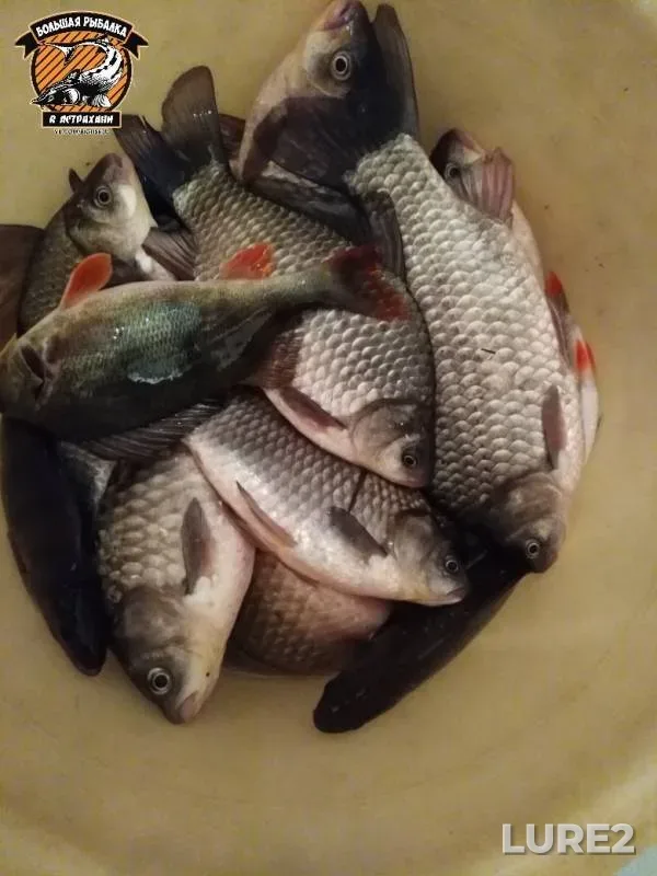Crucian carp, Perch — Garankin yerik, Mar 10, 2019