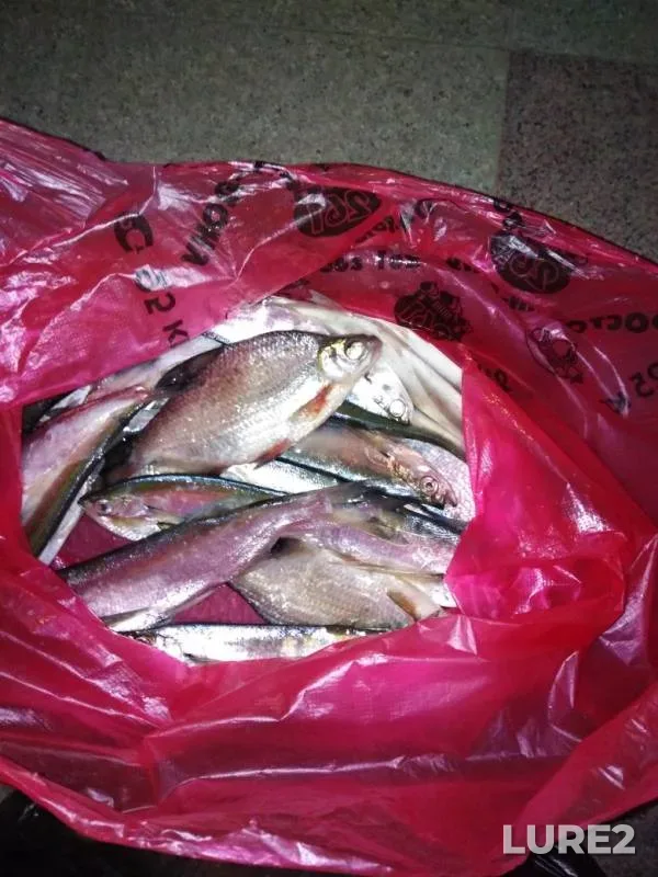 White bream — Volga, Mar 12, 2019