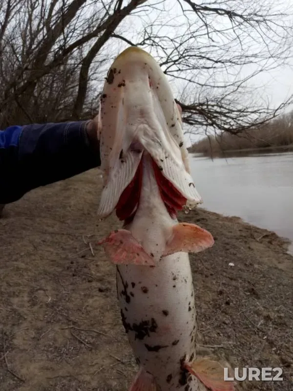 Pike — Rycha, Mar 24, 2019