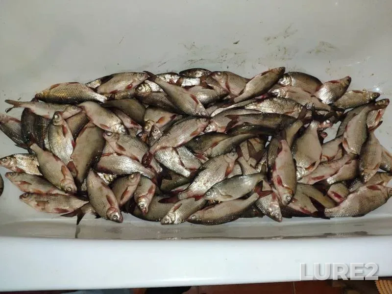 Roach — Rycha, Mar 27, 2019