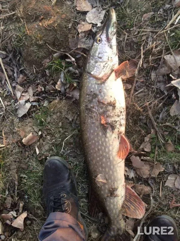 Pike — Rycha, Mar 29, 2019