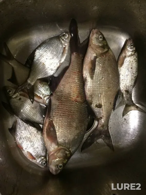 Bream, White bream — Volga, Apr 09, 2019