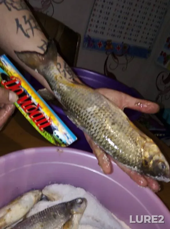 Bream, Ide — Kizan, Apr 11, 2019