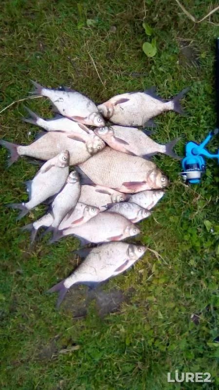 Bream — Miass, Jul 16, 2019