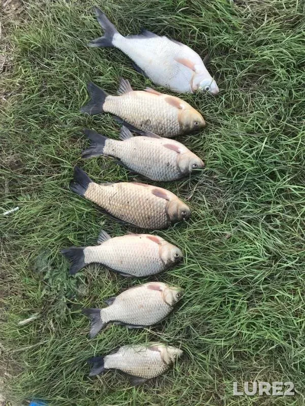 Crucian carp, White bream — Tsarev, Apr 19, 2019