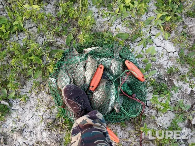 Crucian carp — Kizan, Jun 15, 2019