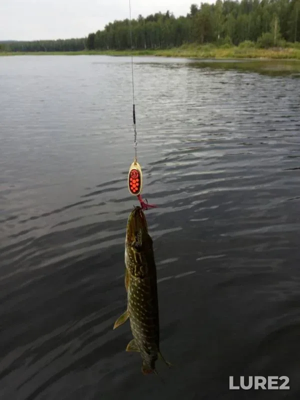 Perch, Pike — Argazinskoye, Aug 10, 2019