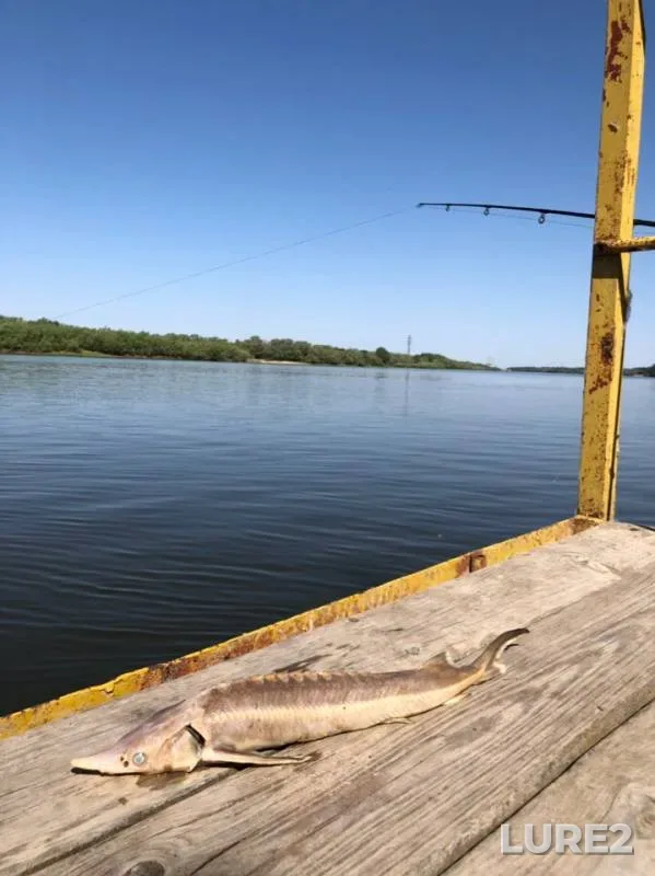 Pike — Volga, Jun 18, 2019