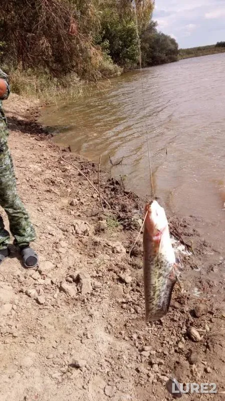 Bream, Wels catfish — Churka, Aug 04, 2019