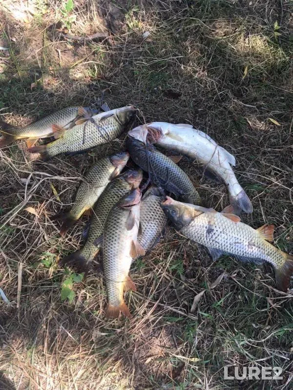 Zander — Astrakhanskaya oblast, Volodarskiy rayon, Aug 04, 2019