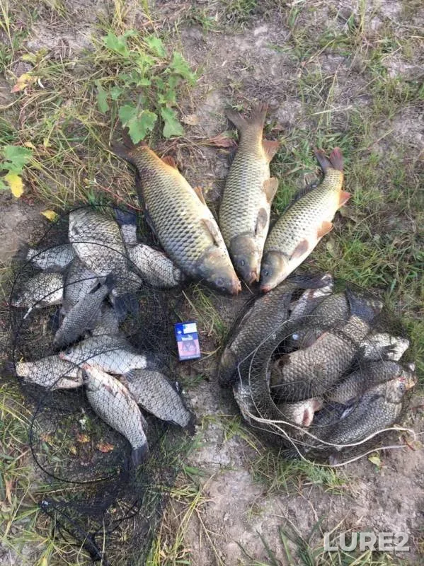 Crucian carp — Krivaya Bolda, Aug 18, 2019