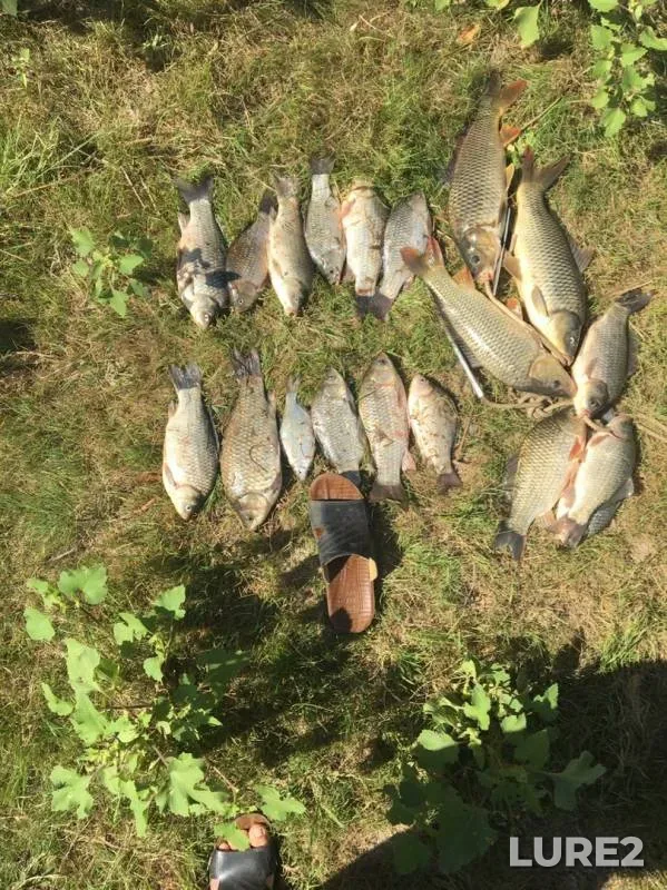 Crucian carp — Krivaya Bolda, Aug 20, 2019