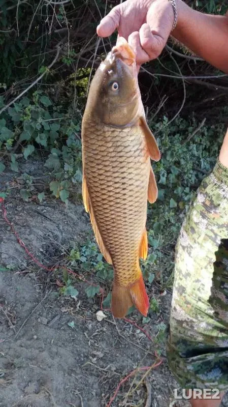 Bream — Akhtuba, Aug 26, 2019