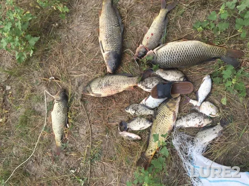 Crucian carp — Krivaya Bolda, Aug 27, 2019