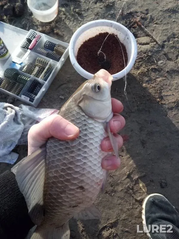 Crucian carp, Perch — Akhtuba, Oct 07, 2019