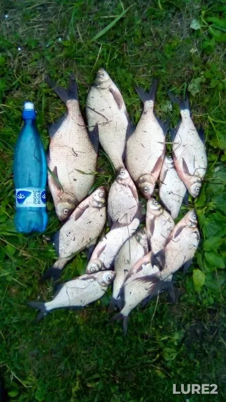 Bream — Miass, Aug 19, 2019