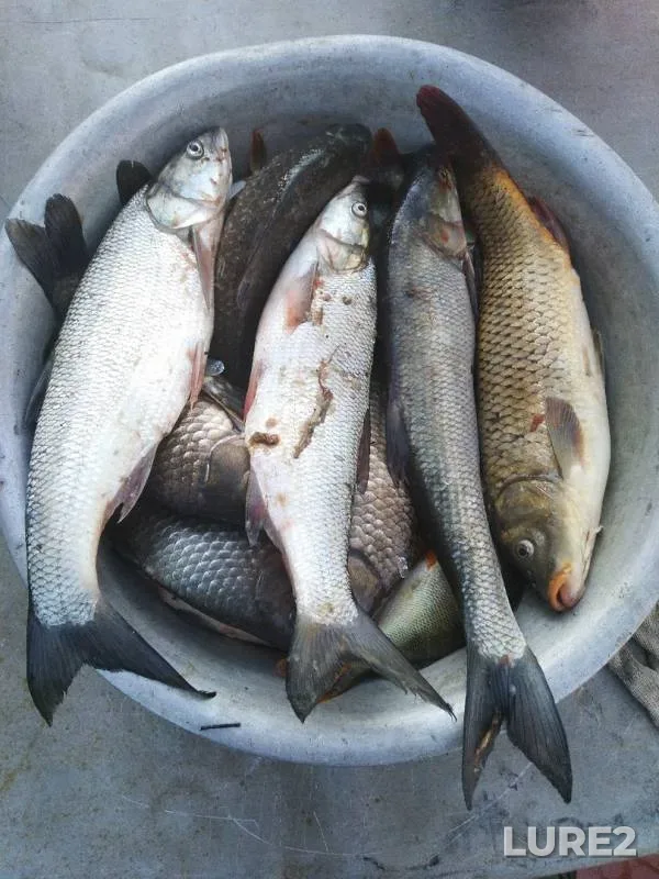 Crucian carp — Astrakhanskaya oblast, Krasnoyarskiy rayon, Oct 21, 2019