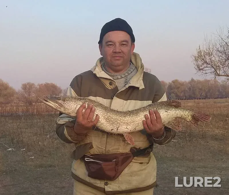 Pike — Tsarev, Nov 04, 2019