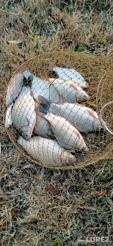 Crucian carp — Gandurino, Nov 06, 2019