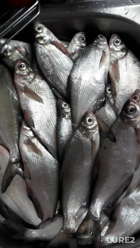 Bream, Crucian carp — Volga, Nov 08, 2019