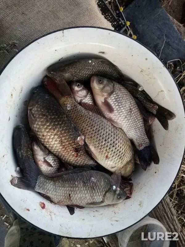 Crucian carp — Astrakhanskaya oblast, Volodarskiy rayon, Nov 11, 2019