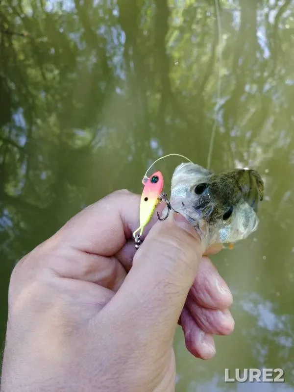 Perch — Ob, Jul 07, 2018