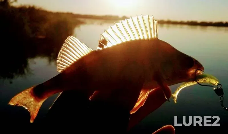 Perch — Vezloma, Aug 02, 2018