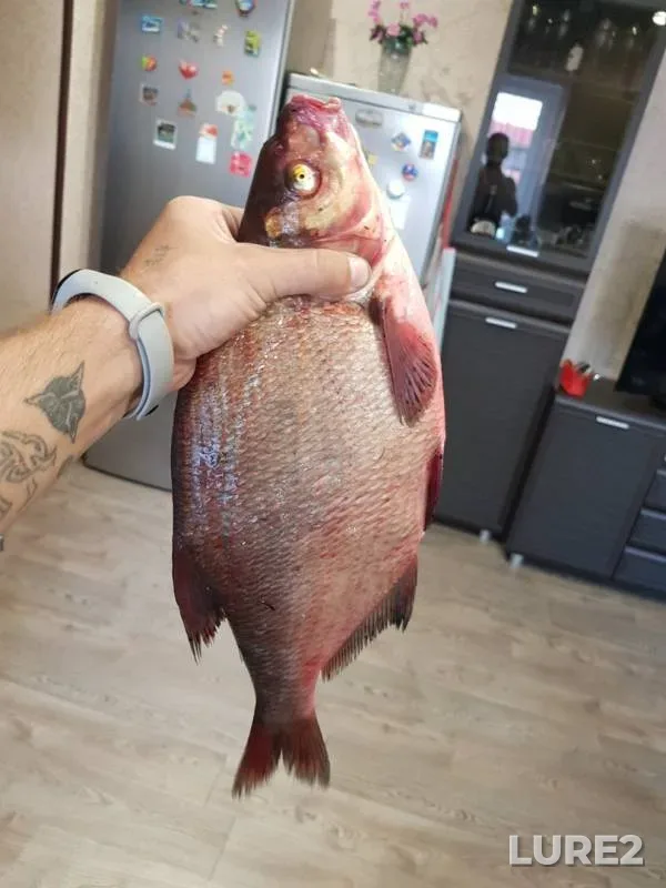 Bream — Miass, Aug 25, 2019