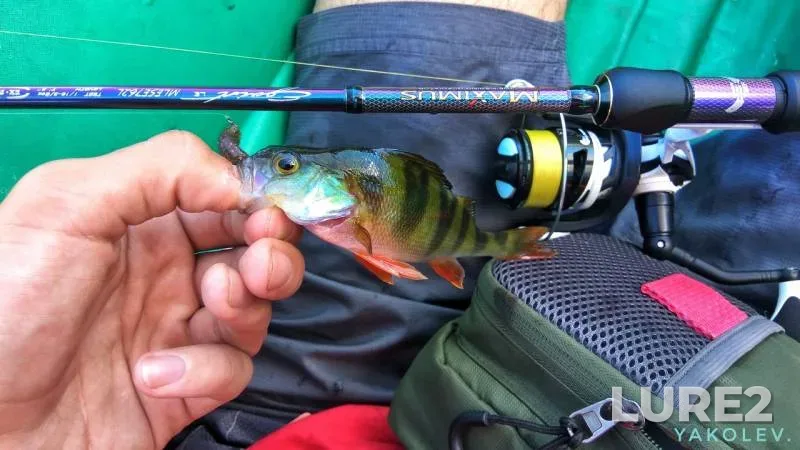 Perch — "Selkhoztekhnika", Aug 12, 2018
