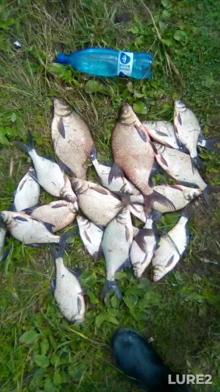 Bream — Miass, Aug 27, 2019