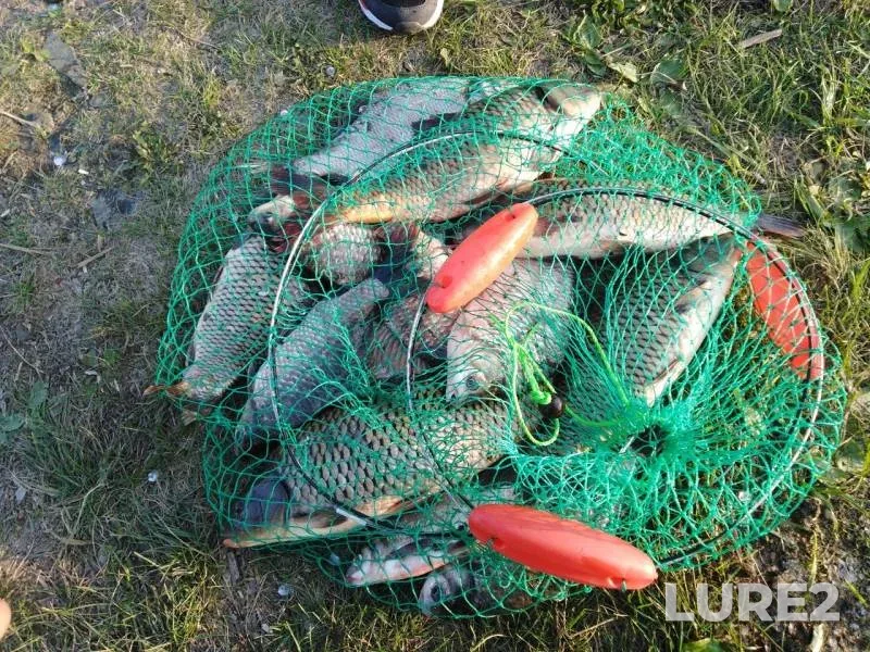 Bream, Carp — Karasi, Sep 15, 2019