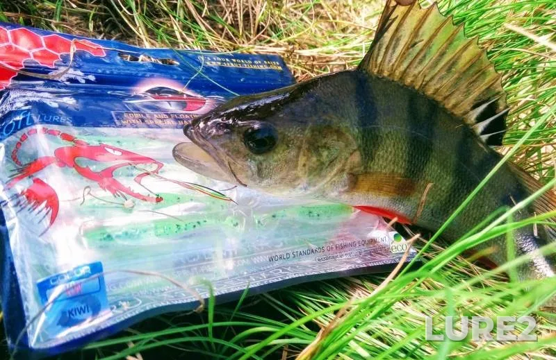 Perch — Vezloma, Oct 12, 2018