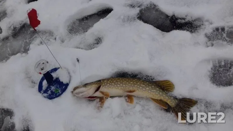 Pike — Nizhegorodskaya oblast, Dec 20, 2018
