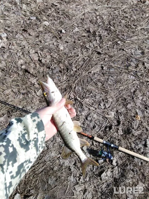 Pike — Saratovskaya oblast, Apr 12, 2019